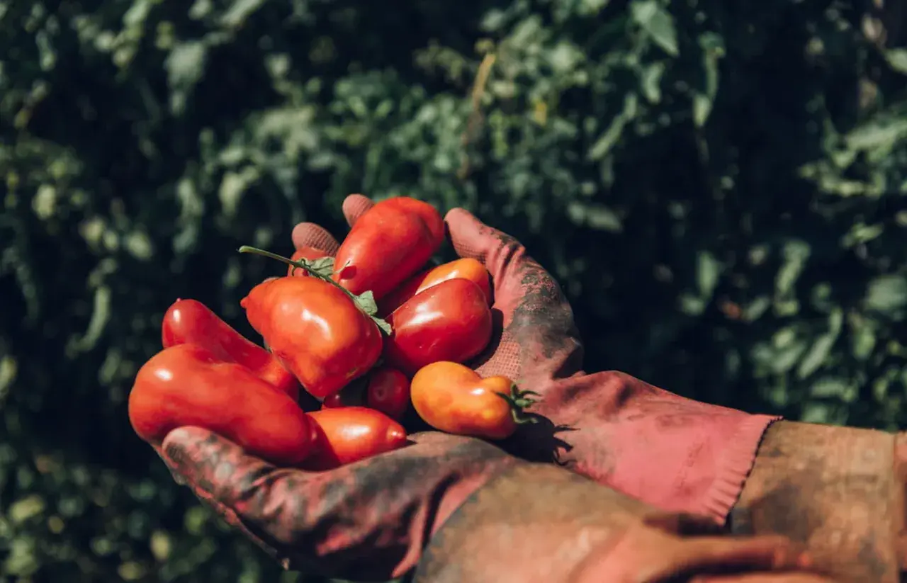 Hände in roten Handschuhen halten eine Ernte frischer, leuchtend roter San Marzano Tomaten vor einem grünen Hintergrund.