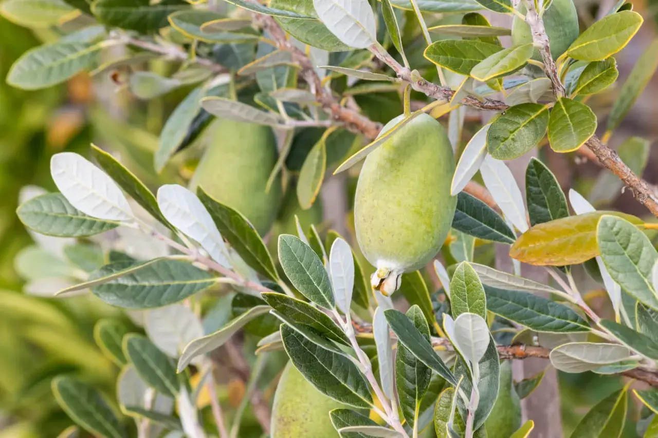 Goyavier du Brésil en pleine croissance, ses fruits verts et ses feuilles argentées promettent une belle récolte.