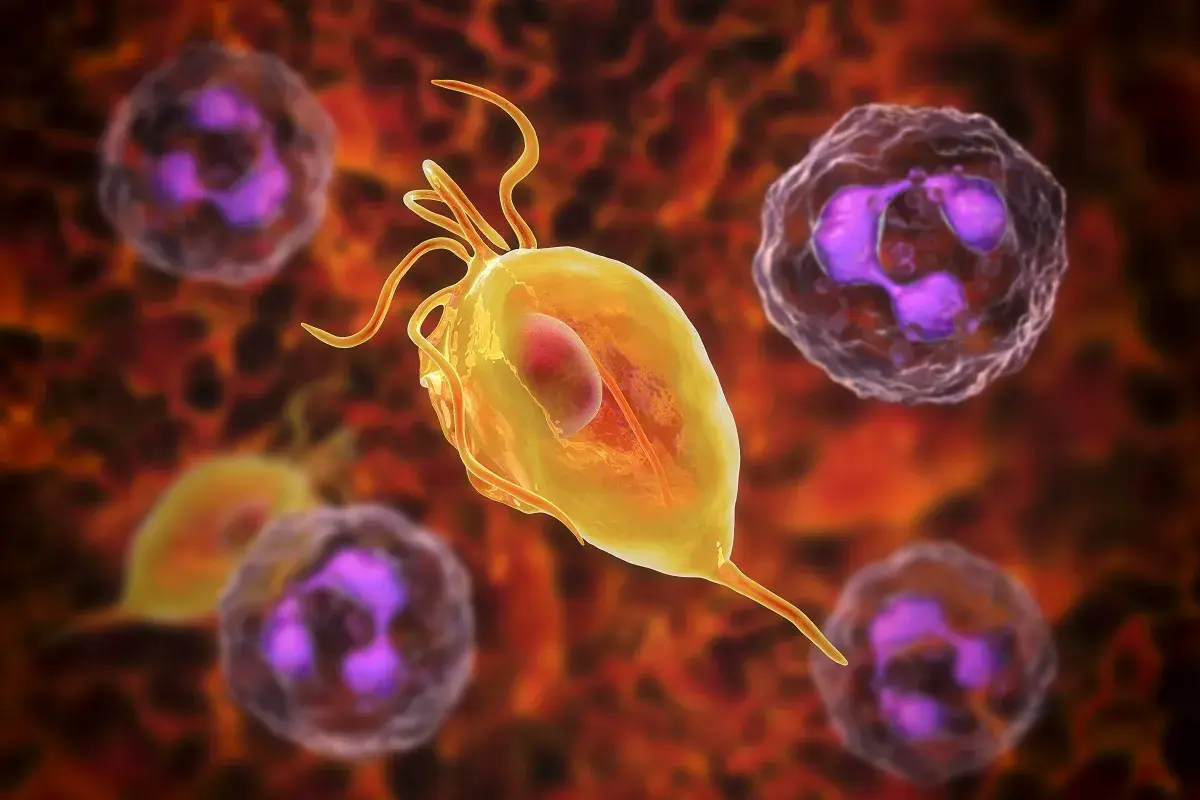 Rzęsistkowica: Giardia lamblia, pasożyt wywołujący rzęsistkowicę, otoczony przez białe krwinki.