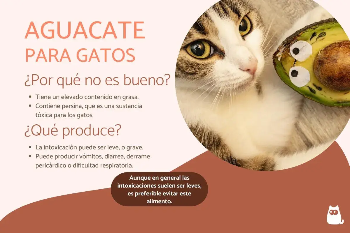 Un gato mira un aguacate. El texto advierte que los gatos no deben comer aguacate por su grasa y persina tóxica.