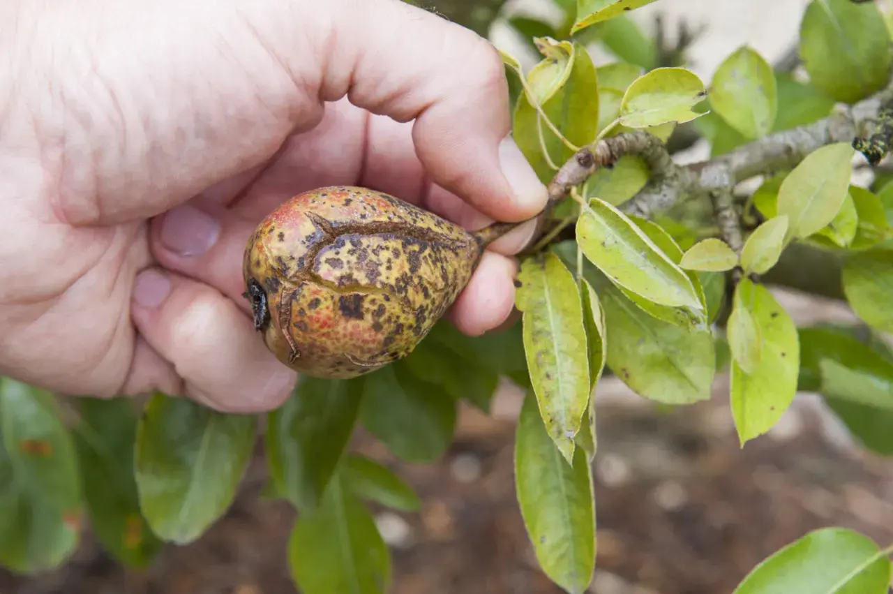 Main d'une personne tenant une poire affectée par la maladie du poirier, montrant des taches et des craquelures sur la peau du fruit.