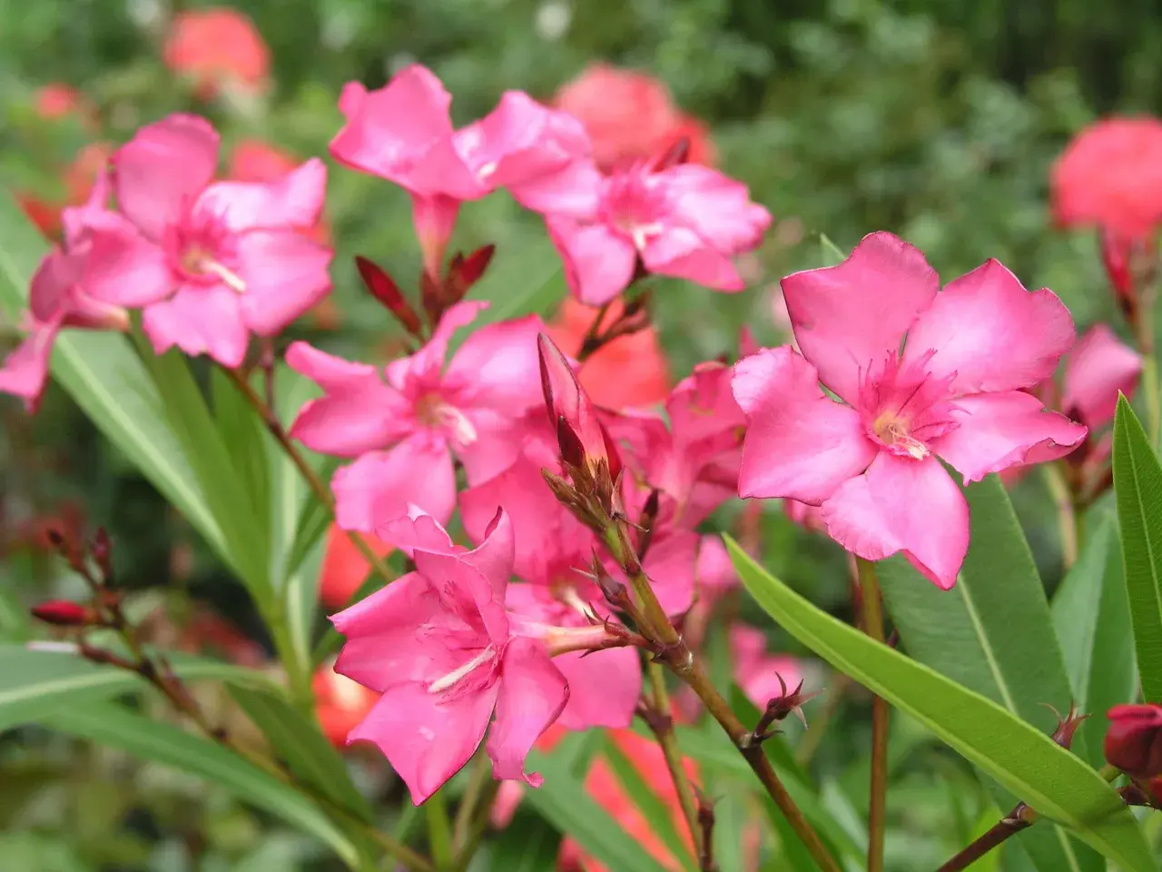 Strahlend pinke Oleanderblüten vor grünem Hintergrund. Diese Sorte ist winterhart und bringt Farbe in jeden Garten.