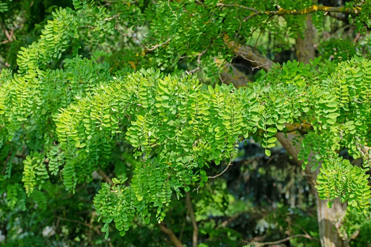Rami di robinia carichi di foglie verdi. Attenzione alla robinia tossicità, le sue parti sono velenose.