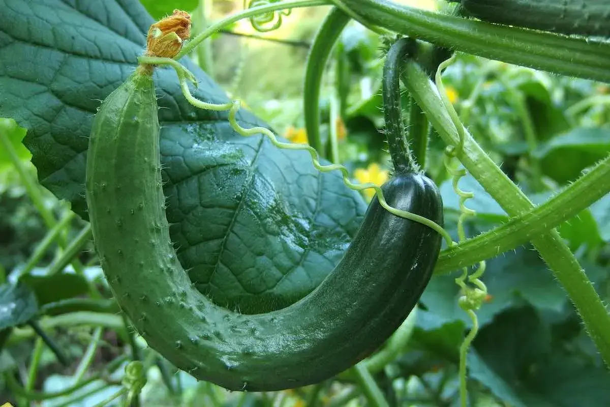 Un concombre vert, encore jeune, se courbe gracieusement sur sa tige. Sa taille est parfaite pour une future salade croquante.