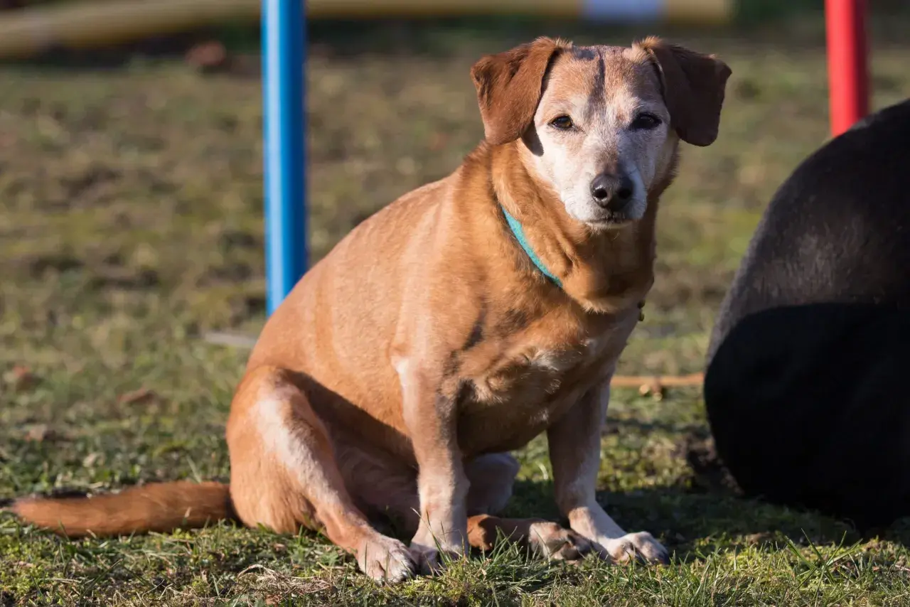 Ein brauner Hund im Welpensitz auf einer Wiese, mit einem blauen Halsband.
