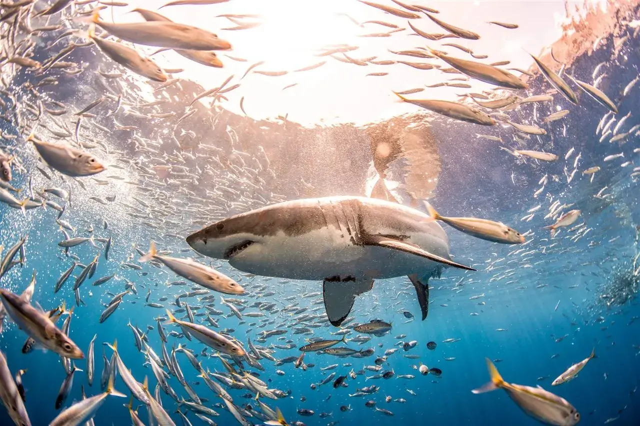 Un impresionante tiburón blanco de 12 metros nada entre bancos de peces plateados bajo la luz del sol.