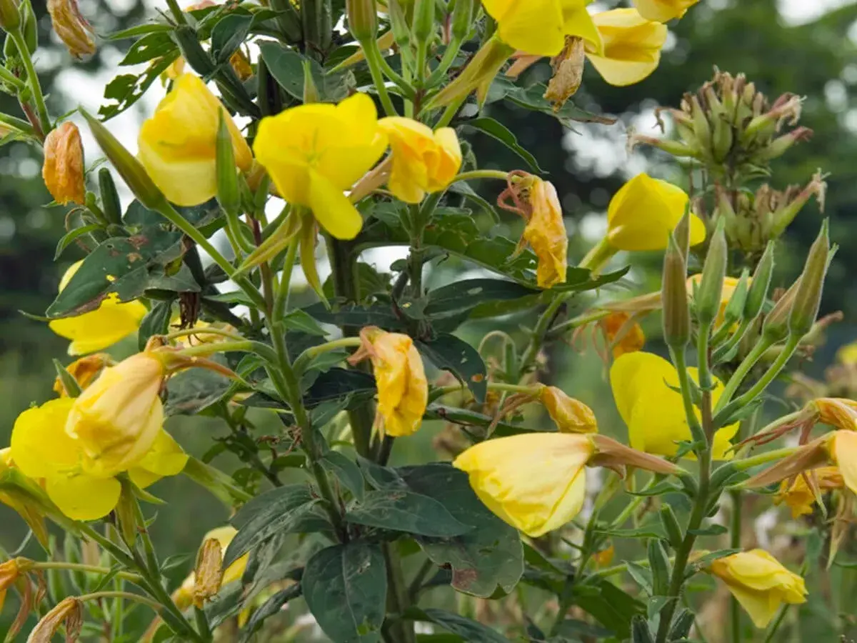 Gelbe Nachtkerzen blühen, einige Blüten sind welk. Vorsicht: Nachtkerze giftig für Haustiere.