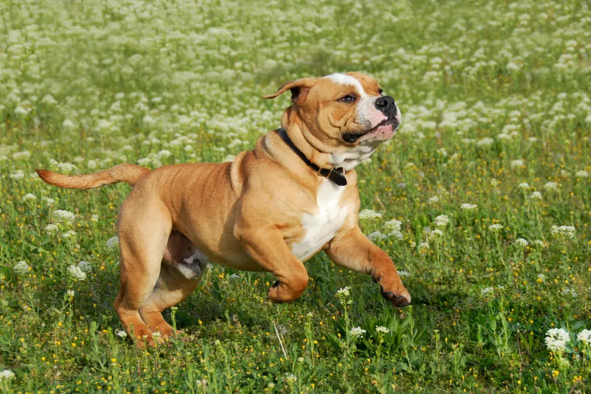 Ein kräftiger Continental Bulldog rennt fröhlich über eine blumenübersäte Wiese.
