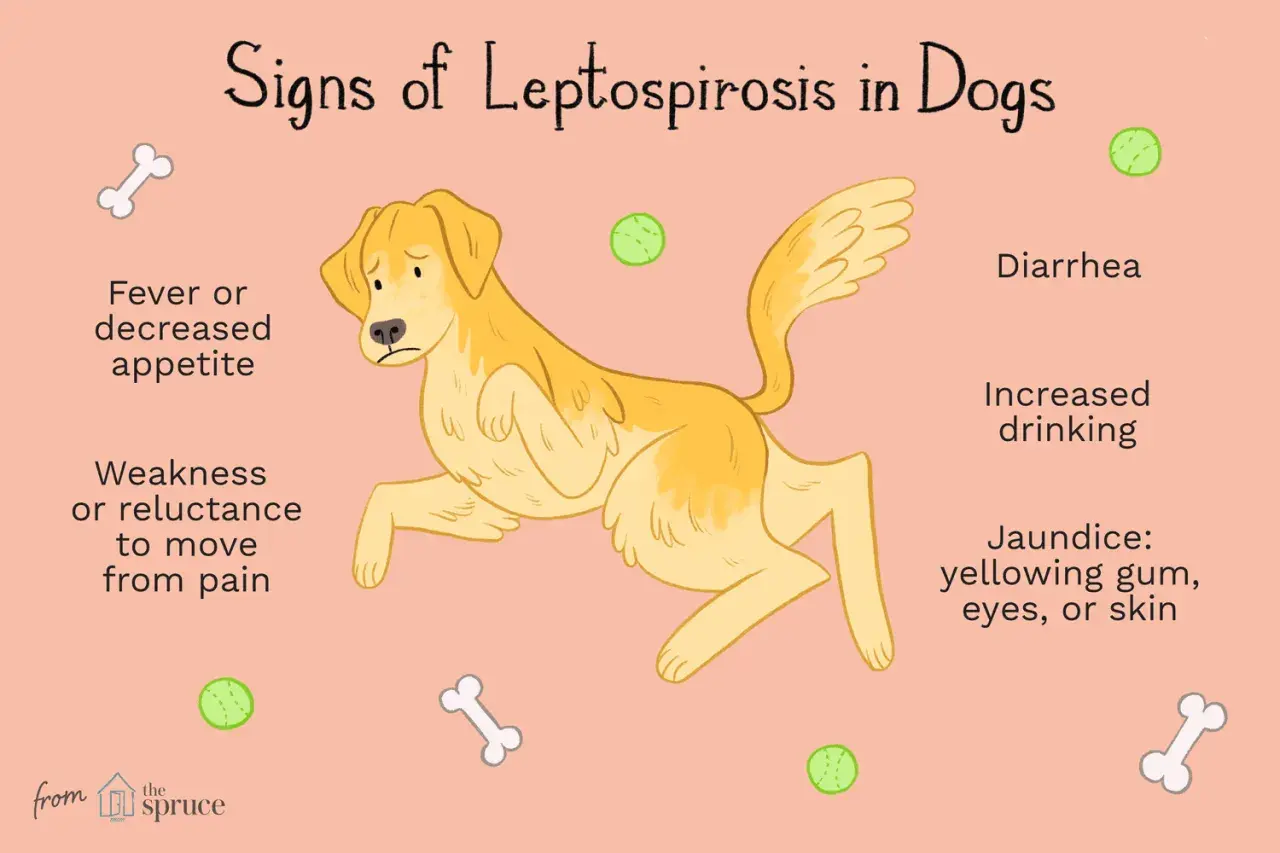 Illustration showing a sad dog with signs of leptospirosis: fever, decreased appetite, weakness, diarrhea, increased drinking, and jaundice.