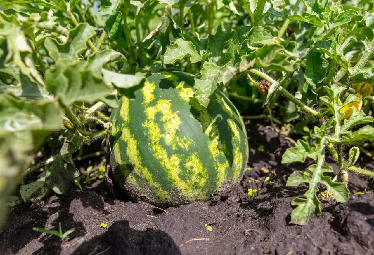 Dojrzewający arbuz w gruncie, otoczony zielonymi liśćmi. Słońce podkreśla jego paski.