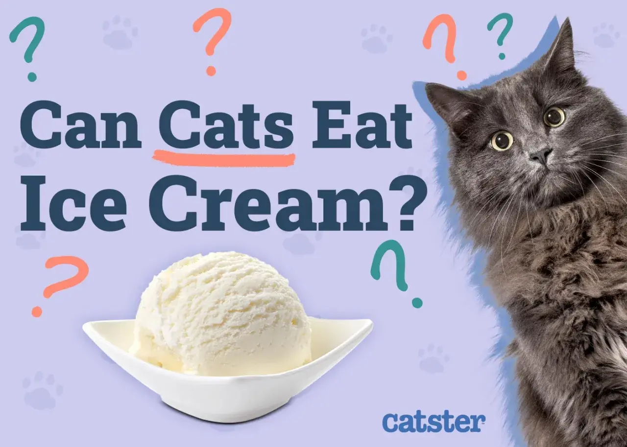 A fluffy grey cat looks curiously at a scoop of ice cream, as the text asks "Can Cats Eat Ice Cream?".