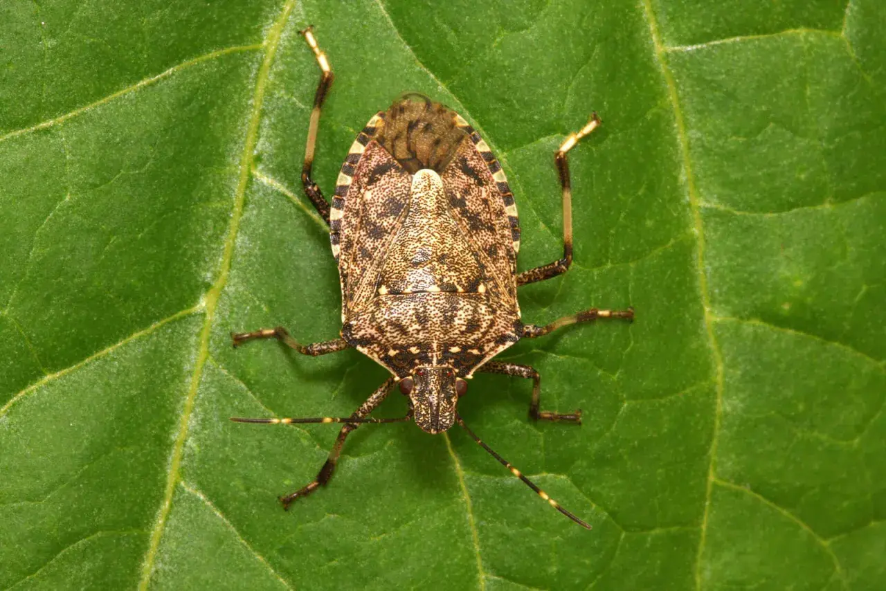 Una cimice cinese, con il suo carapace maculato, riposa su una foglia verde.