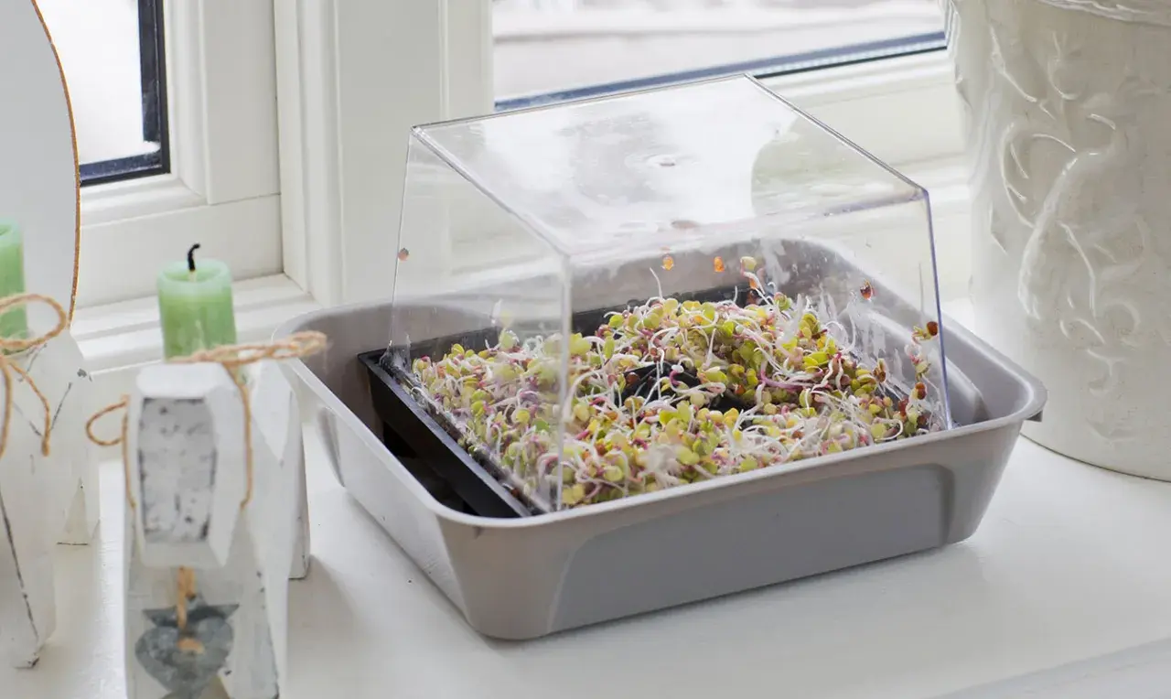 En bricka med färska groddar under ett plastlock, perfekt för att odla groddar hemma.