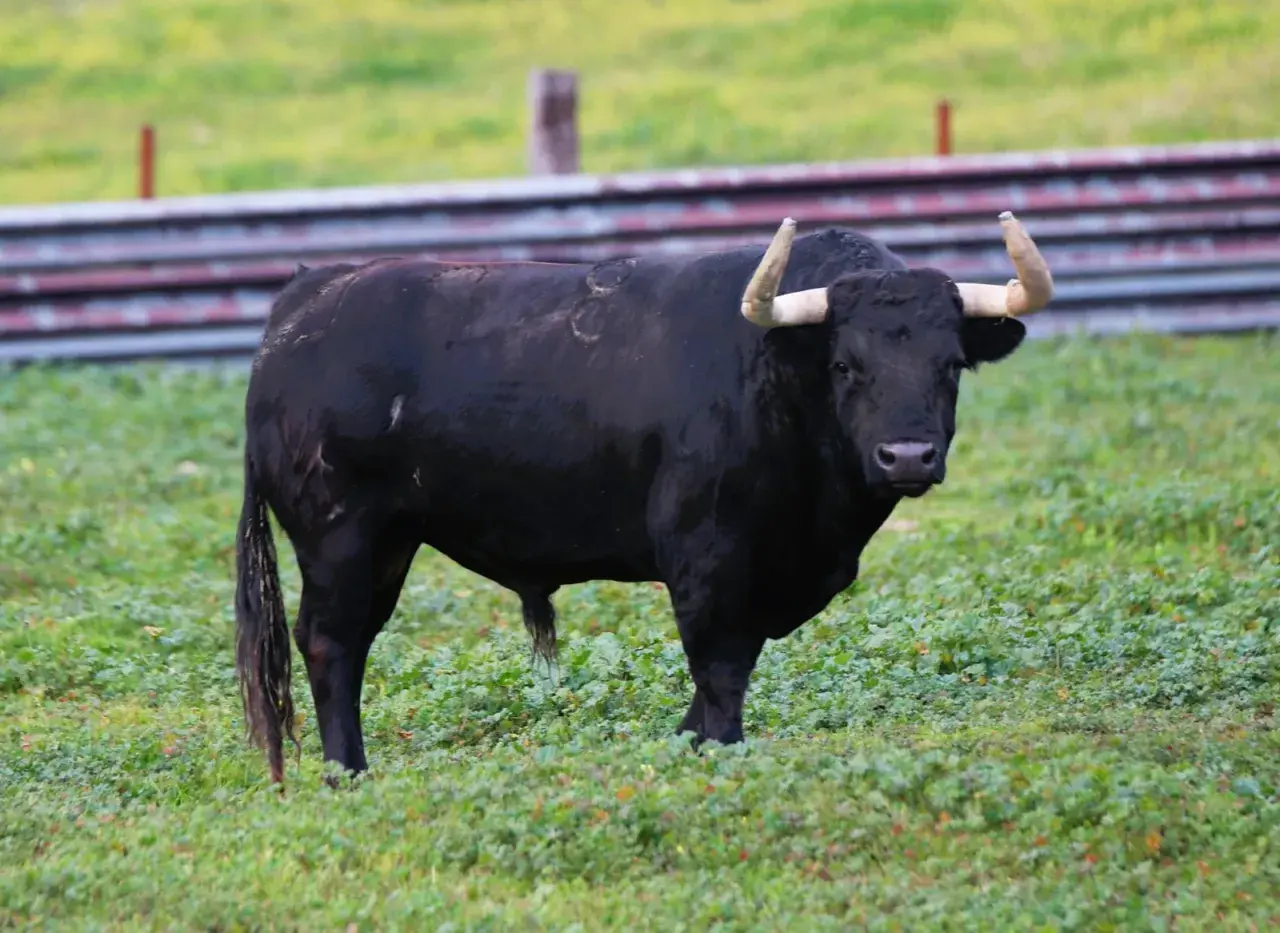 Toro negro imponente en un prado verde, símbolo de la ganadería Santa María.