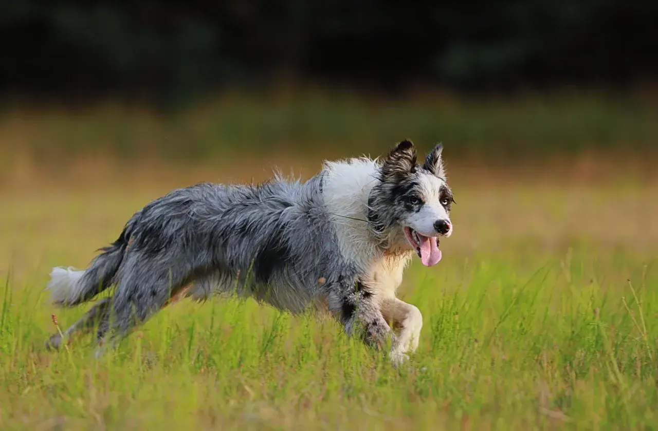 Radosny pies rasy border collie, w odmianie merle, pędzi przez zieloną łąkę, dysząc z językiem na wierzchu.
