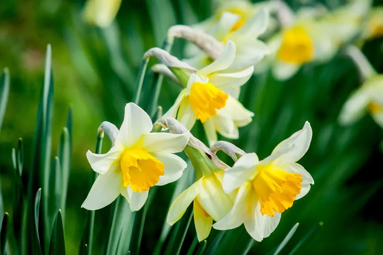 Des narcisses blancs et jaunes, symboles de renouveau, s'épanouissent dans un jardin verdoyant. Le daffodil signification est l'espoir.