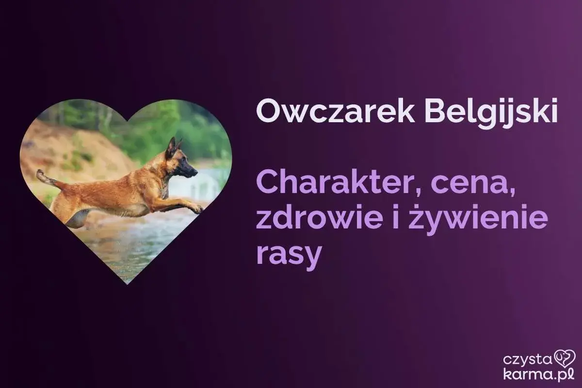 Owczarek belgijski w skoku, jeden z wielu rodzajów owczarków. Poznaj jego charakter, zdrowie i żywienie.