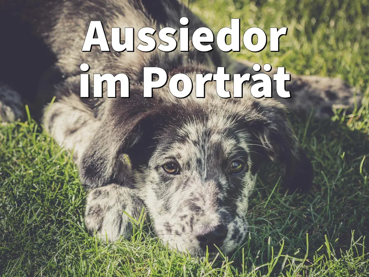 Ein süßer Aussiedor (Labrador Australian Shepherd Mix) liegt im Gras und schaut in die Kamera.