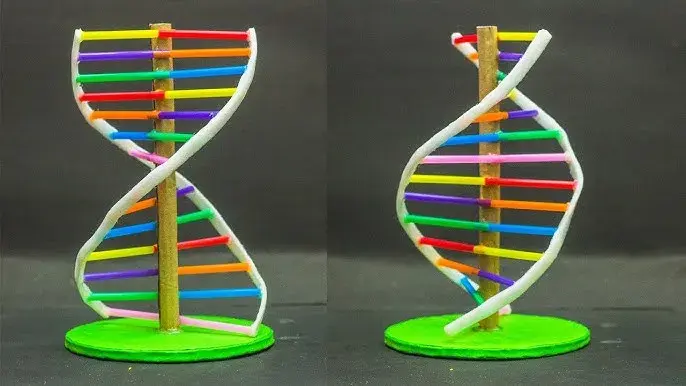 Jak zrobić DNA na biologię: proste kroki do udanego modelu