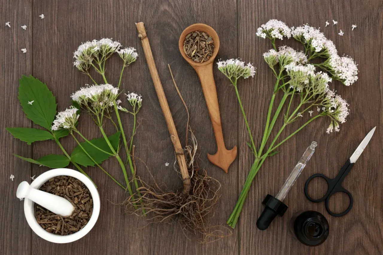 Baldrianwurzel, Blüten und Utensilien zur Zubereitung von Heilmitteln. Die Baldrian Wirkung ist bekannt für ihre beruhigenden Eigenschaften.