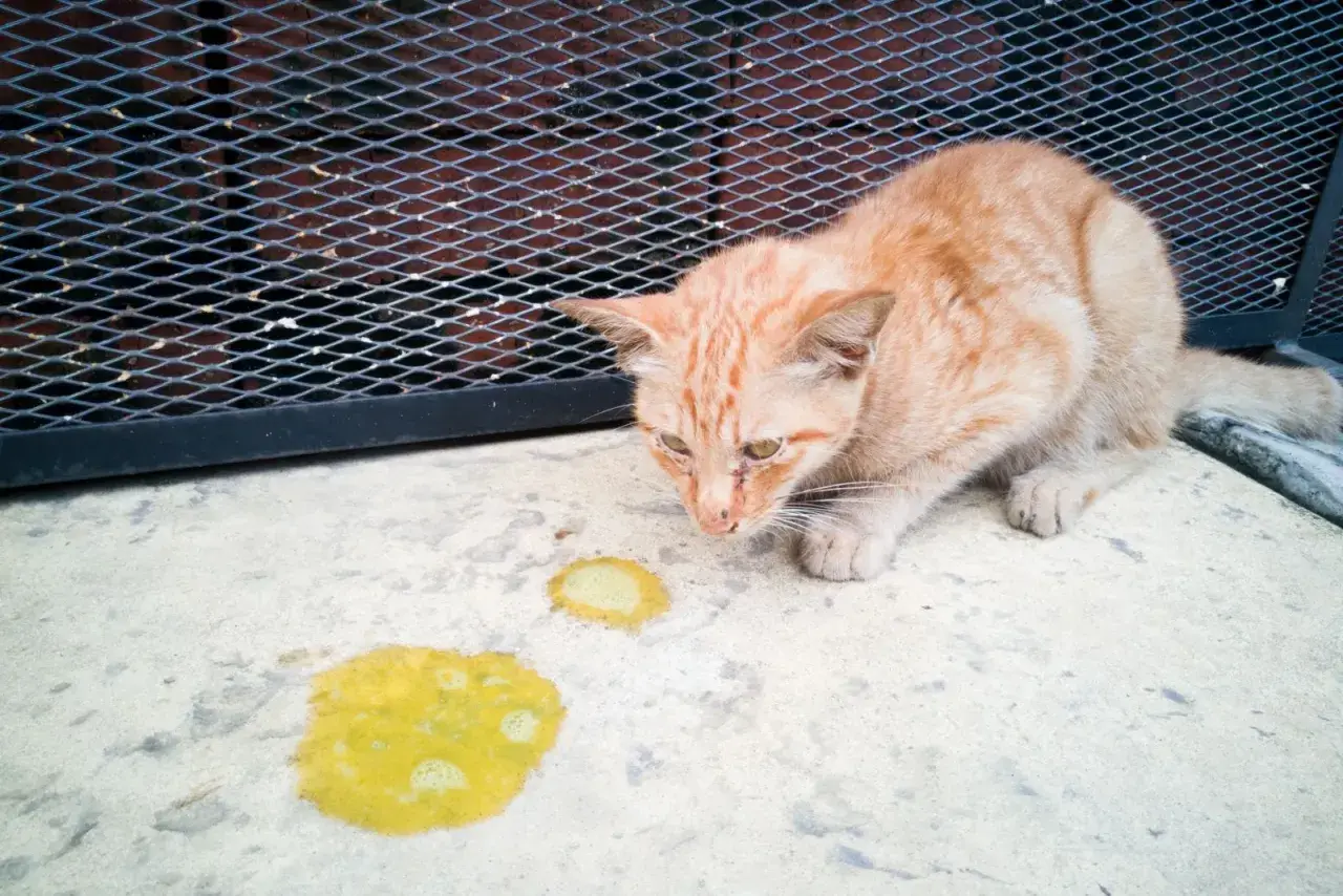 Eine orangefarbene Katze schaut auf gelben Flecken auf dem Boden, die auf ihr **Katze erbrechen** hindeuten.