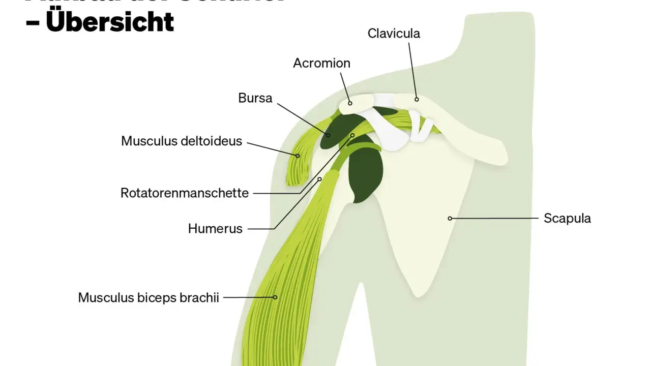 Schulterblatt-Anatomie: Deltoideus, Rotatorenmanschette, Humerus, Scapula. Bei einem Nerv im Schulterblatt eingeklemmt was tun?