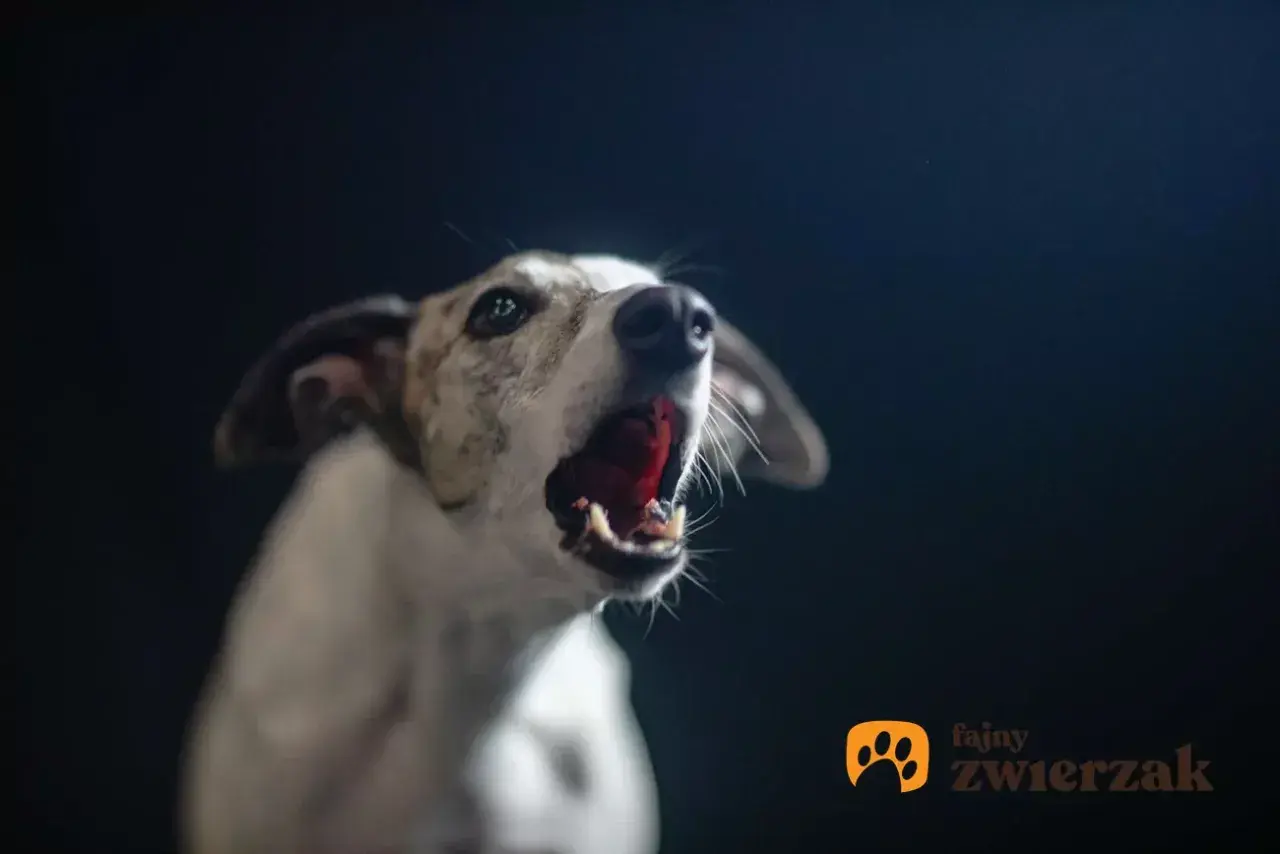 Pies szczeka w nocy, ostrzegając przed czymś w ciemności. Jego pysk jest szeroko otwarty, a oczy czujne.