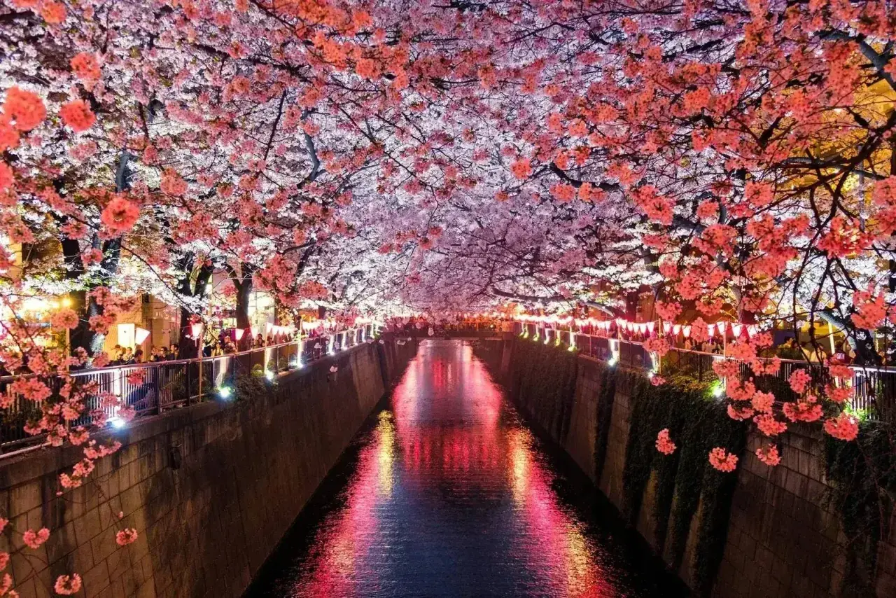 Kirschblüten über einem Kanal in Japan, beleuchtet von Laternen. Auch wenn **ist Japan teuer**, diese Anblicke sind unbezahlbar.