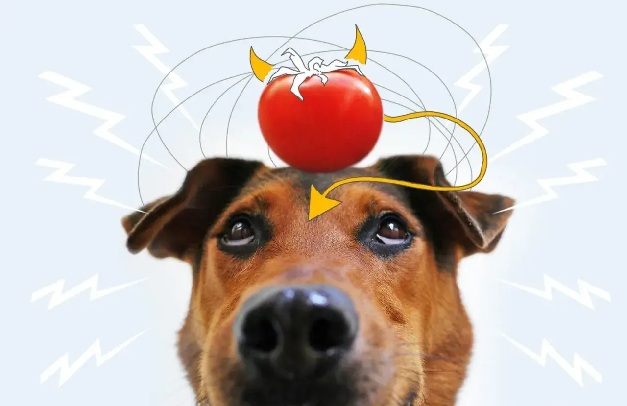 Ein Hund mit einer Teufel-Tomate auf dem Kopf, die Blitze und Gedankenwellen aussendet.