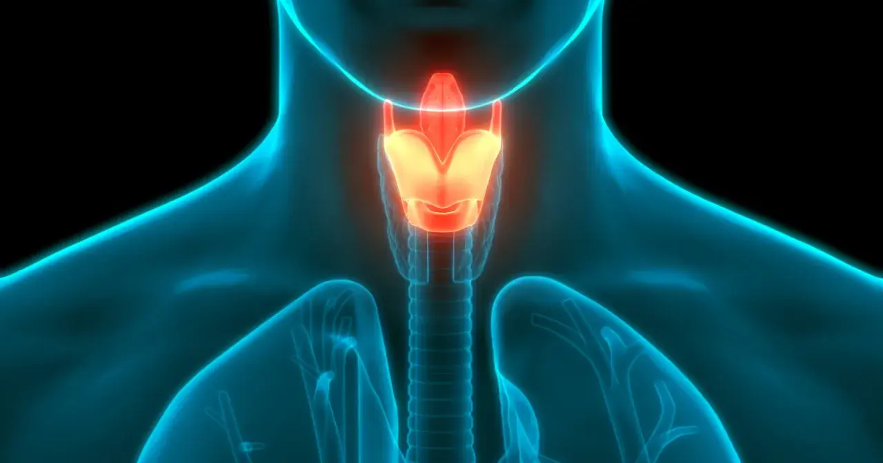 Anatomia krtani, widok z przodu, z podświetlonymi strukturami.