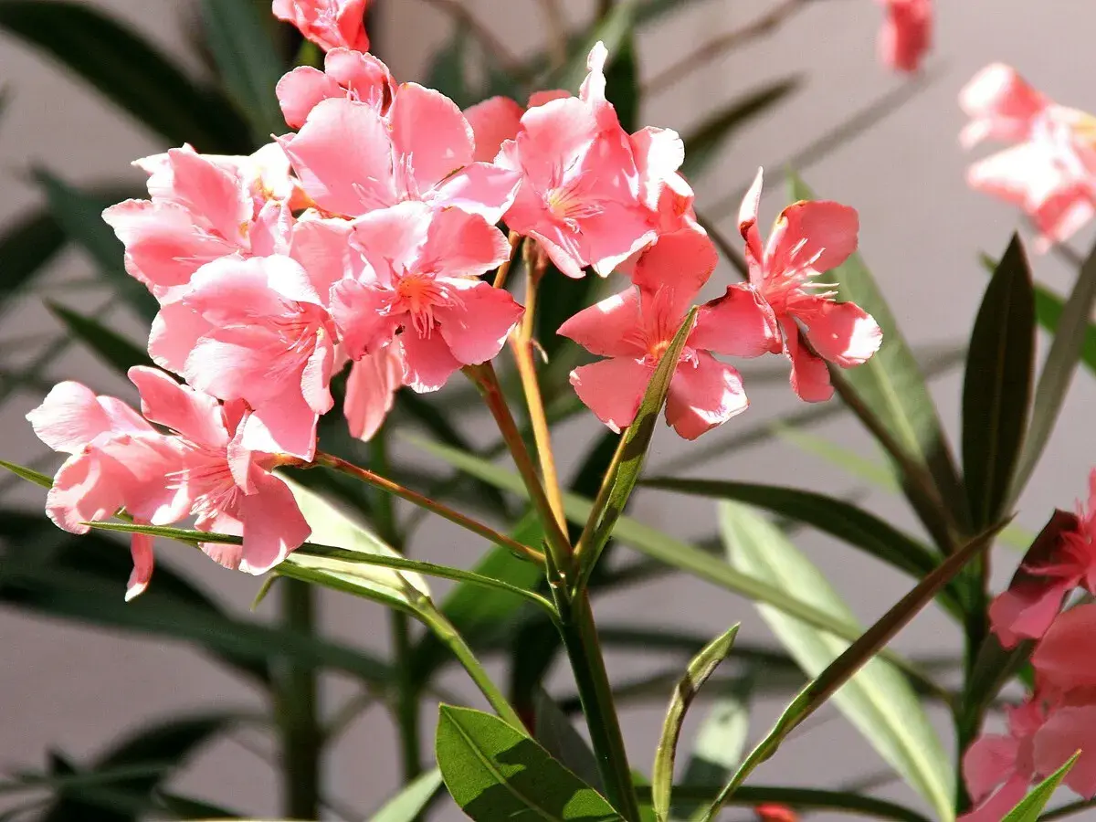 Adelfa en maceta, con sus delicadas flores rosadas y hojas verdes, ilumina el espacio.