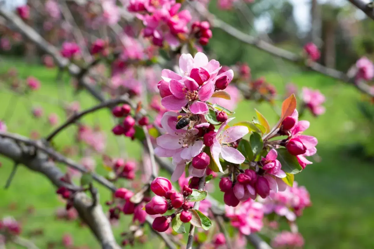 Ein Zierapfelbaum in voller Blüte, mit einer Biene, die Nektar sammelt. Die zarten rosa Blüten und Knospen sind wunderschön.