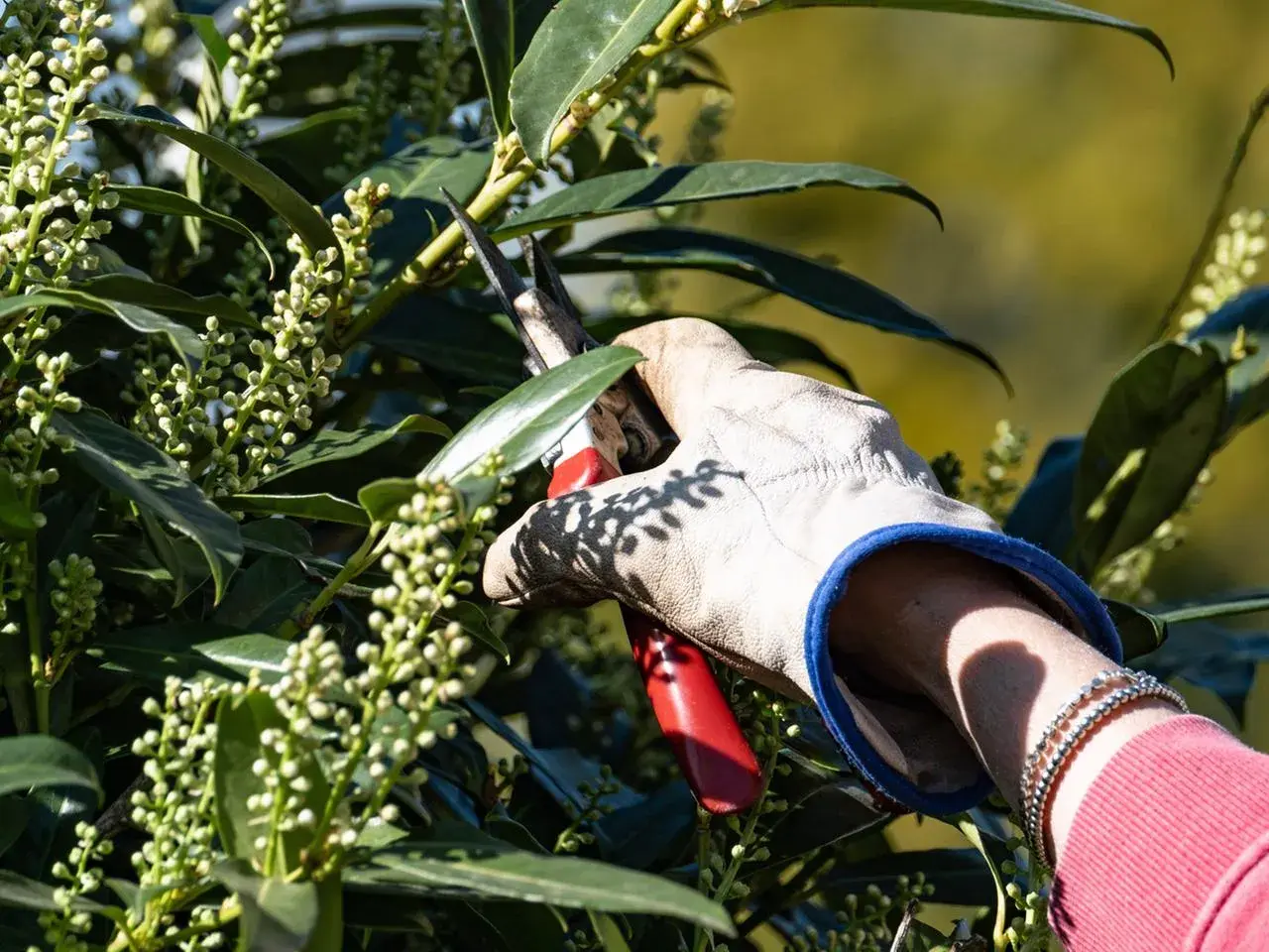 Gartenarbeit: Eine Hand mit Handschuh und Gartenschere schneidet einen portugiesischen Kirschlorbeer mit vielen kleinen Knospen.