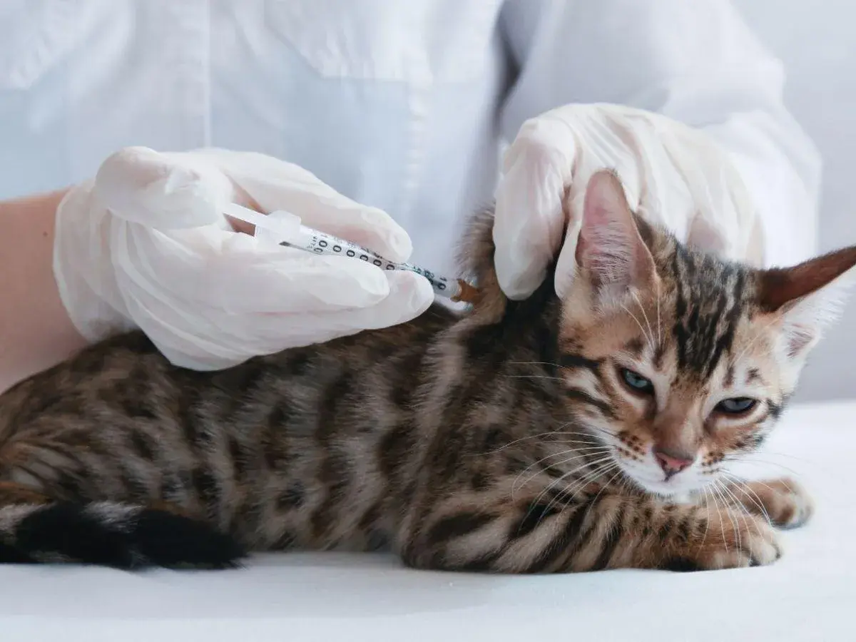 Veterinario administra inyección a gatito. Podrían ser anticonceptivos para gatas o vacunas.