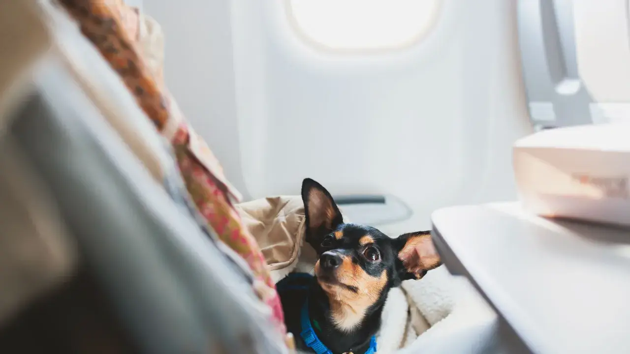 Kleiner Hund mit großen Ohren genießt das Fliegen mit Hund im Flugzeug, versteckt unter einer Decke neben dem Fenster.