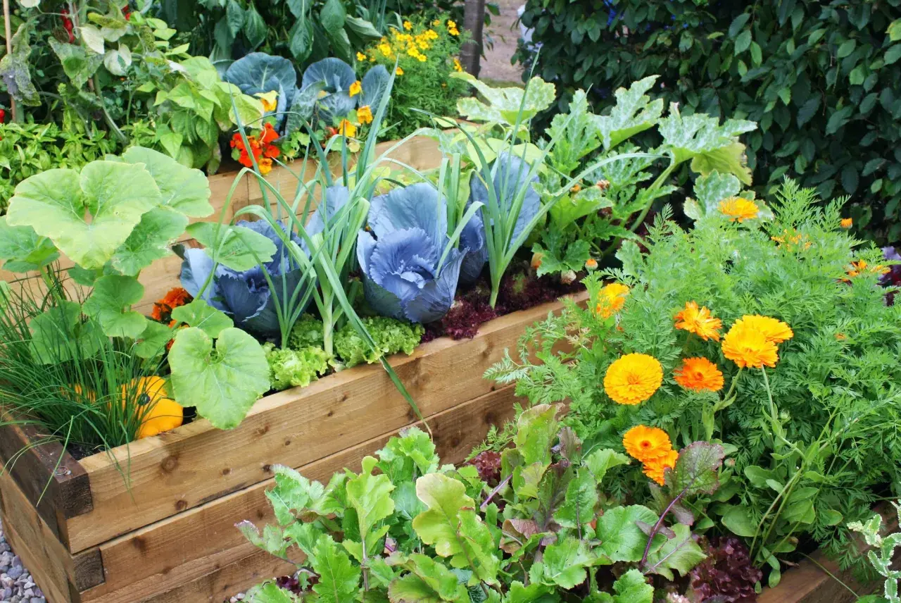 Ein üppiger Hochbeetgarten mit Kohl, Lauch, Kürbis und bunten Blumen. Perfekt, um zu sehen, was im August pflanzen.