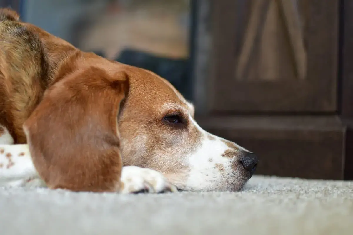 Cane beagle sdraiato, con sguardo malinconico. Pensa a cosa dare al cane con diarrea per farlo stare meglio.