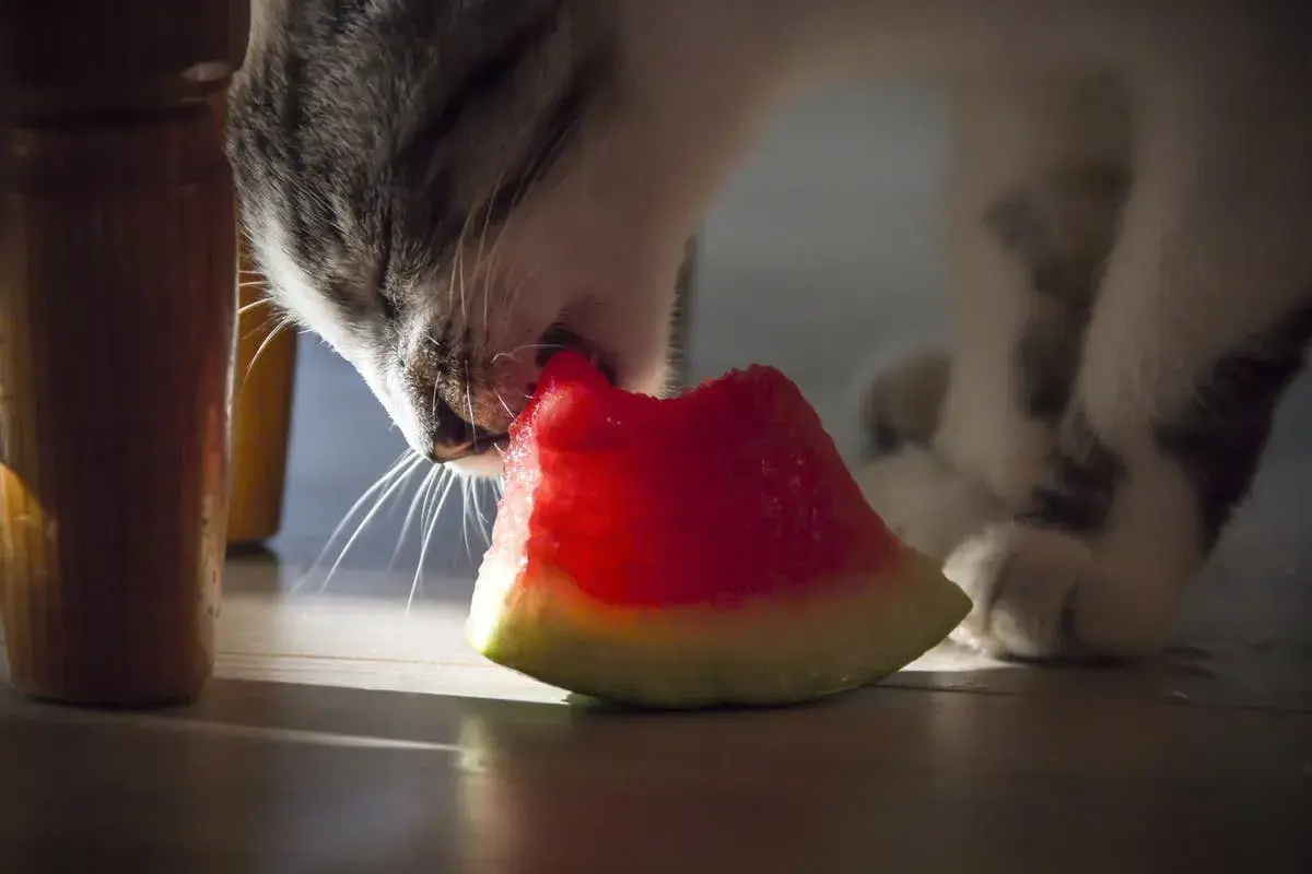 A tabby cat nibbles on a slice of watermelon, exploring if cats eat watermelon.