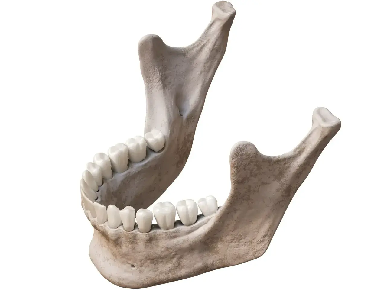 Anatomical model showing the human żuchwa with teeth.