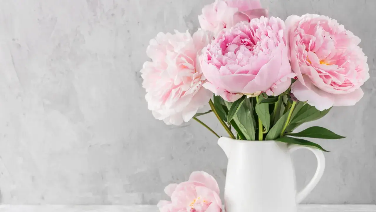 Ein Strauß zarter rosa Pfingstrosen in einer weißen Kanne. Diese Blumen sind perfekt, um den Frühling zu begrüßen und den Garten zu verschönern.