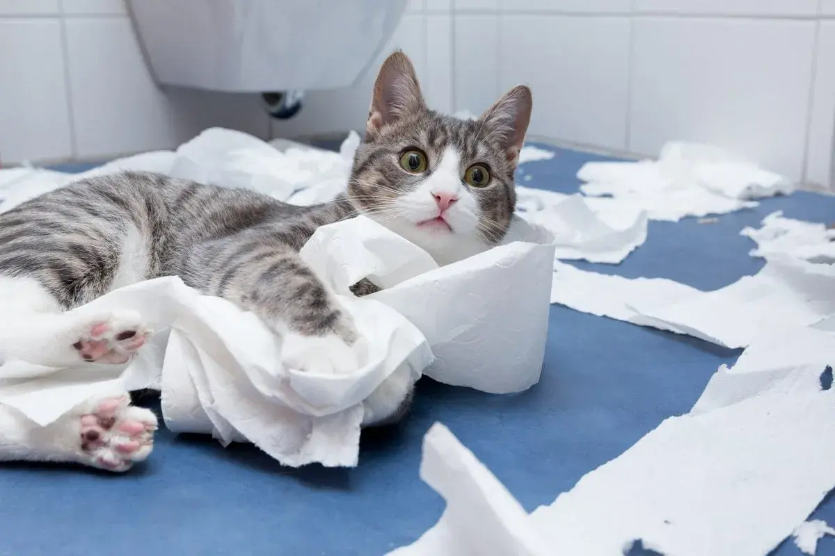 A tabby cat lies amidst shredded toilet paper, looking guilty. Perhaps this is why does my cat follow me to the bathroom - for the entertainment!