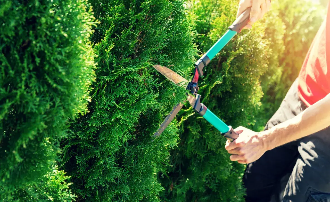 Gartenarbeit: Hände formen mit einer Heckenschere Thuja zu perfekten Kugeln.