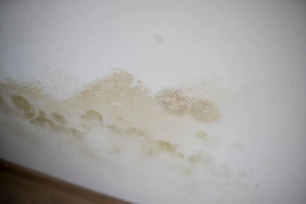 Feuchte und gelbliche kreisrunde Flecken an der weißen Wand deuten auf ein Problem hin.