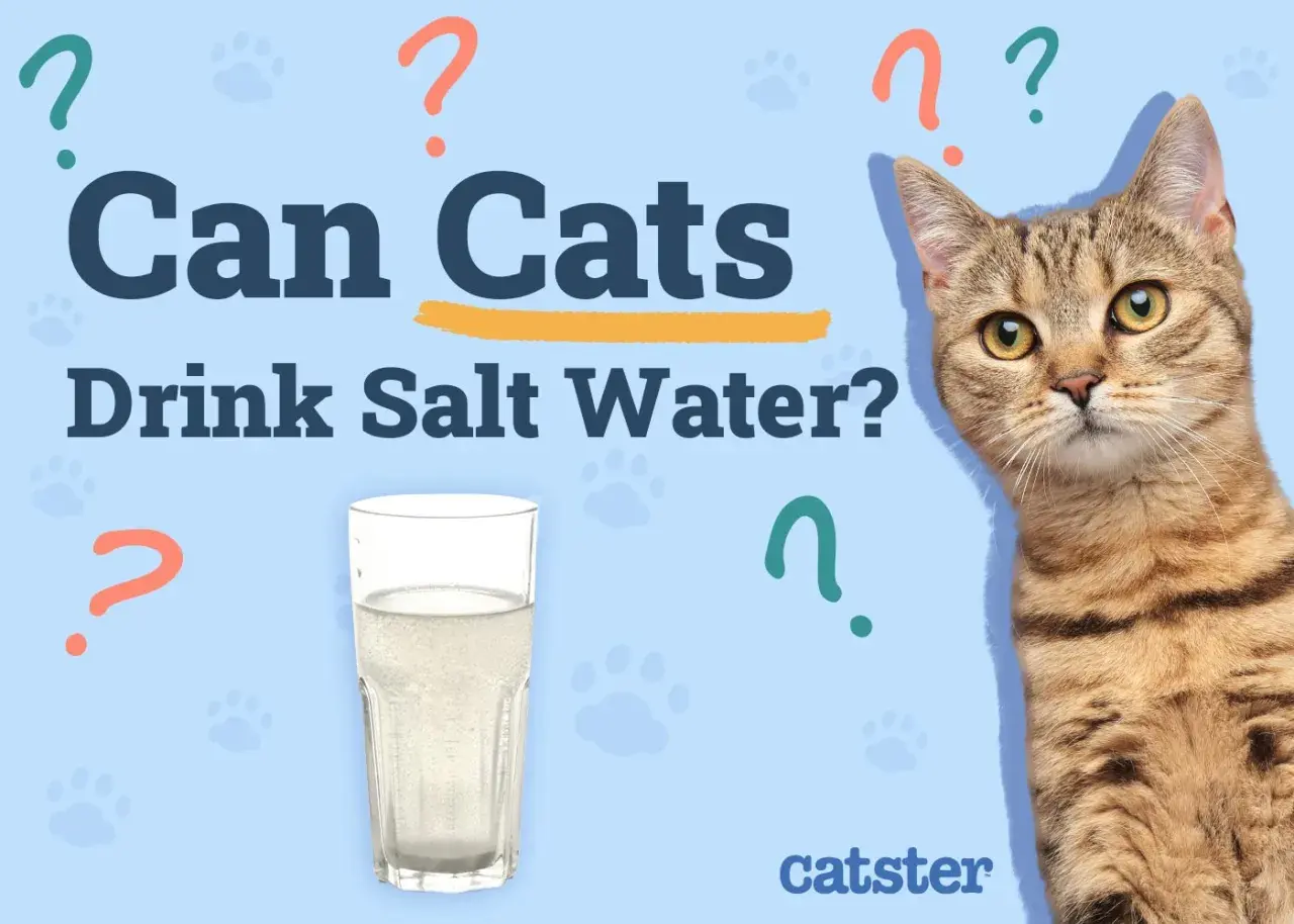 A tabby cat looks at a glass of water, questioning if cats can drink salt water.