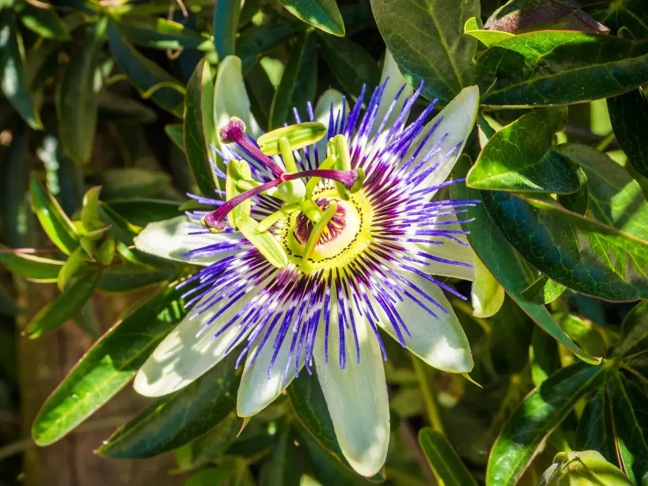 Un fiore di passiflora dai petali bianchi e blu vibranti, con un centro giallo e viola. La sua bellezza complessa fa pensare che la passiflora funziona davvero per calmare.