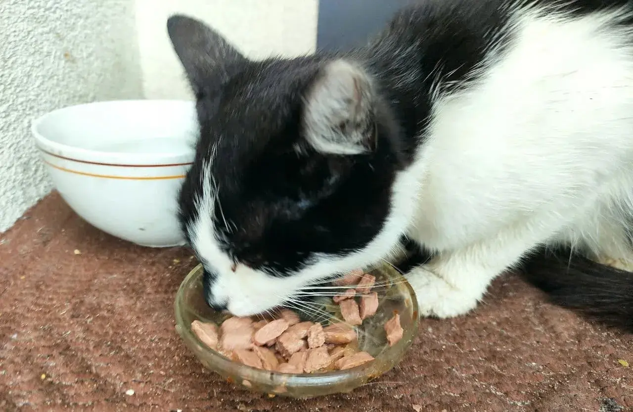 Czarno-biały kotek zajada mokrą karmę z miseczki. Czy Whiskas to dobra karma? Kotek wygląda na zadowolonego.