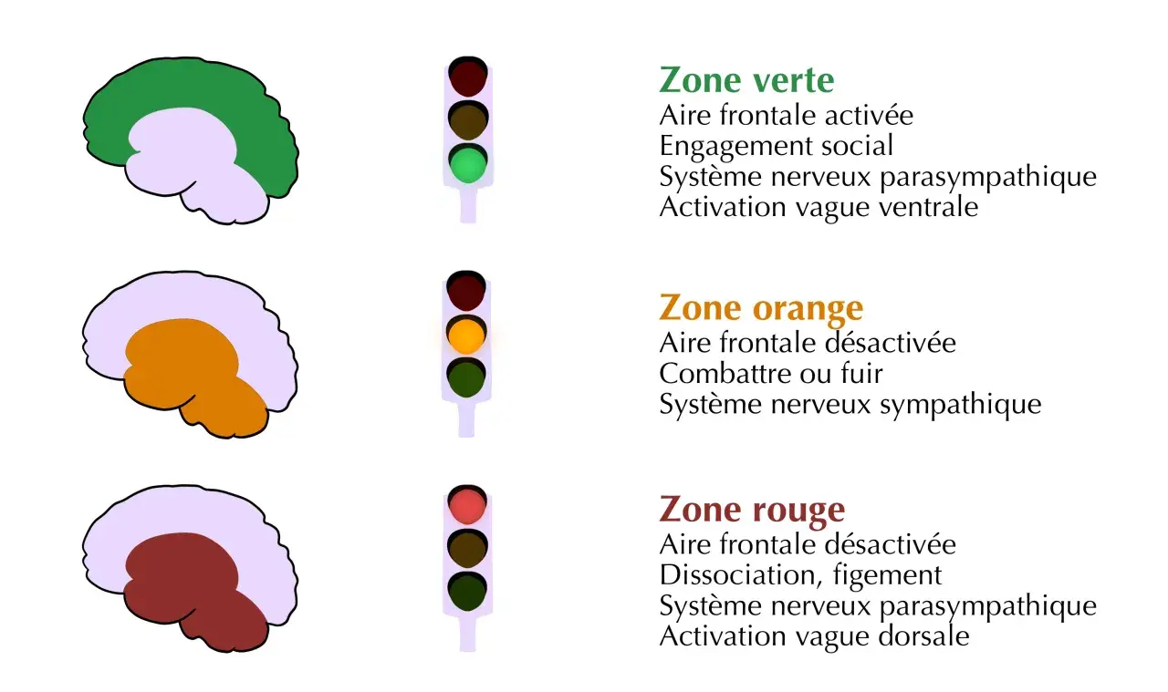 Schéma cérébral illustrant comment calmer le système nerveux central : zone verte (engagement social), orange (combat/fuite), rouge (dissociation).