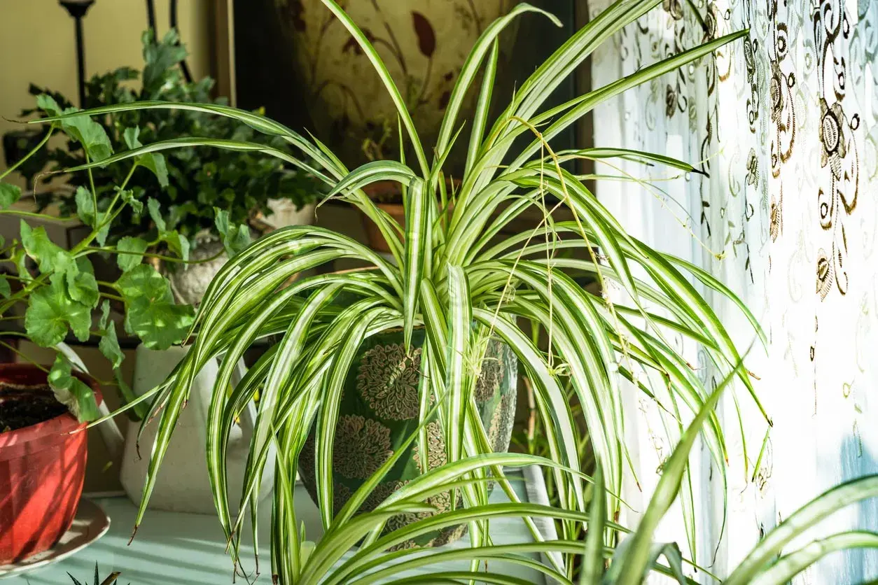 Un chlorophytum extérieur, avec ses longues feuilles vertes et blanches, prospère près d'une fenêtre ornée d'un rideau décoratif.
