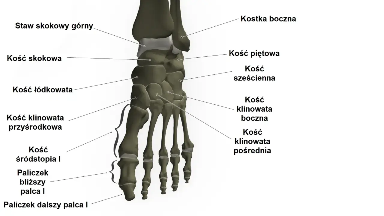 Anatomia stopy: kości skokowa, piętowa, łódkowata, sześcienna, klinowate, śródstopia i paliczki.