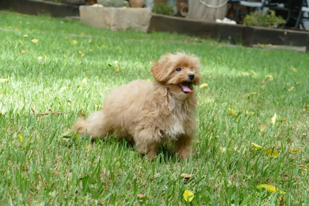 Un maltipoo adulto tamaño pequeño, con pelaje rizado color caramelo, jadea felizmente en el césped verde.